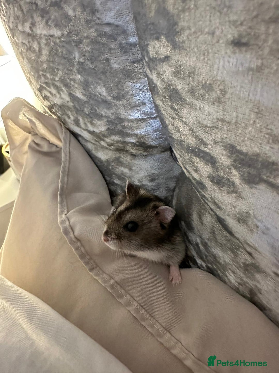 Hamster rodents for sale: Honey the hamster  - Advert 3