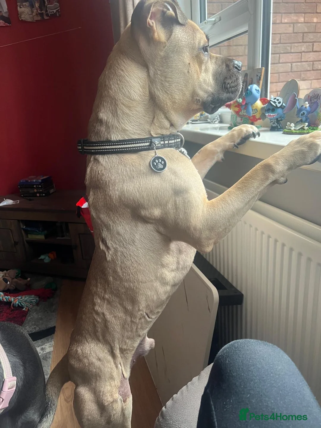 Mixed Breed dogs for sale: Loving Boy For sale - Advert 5