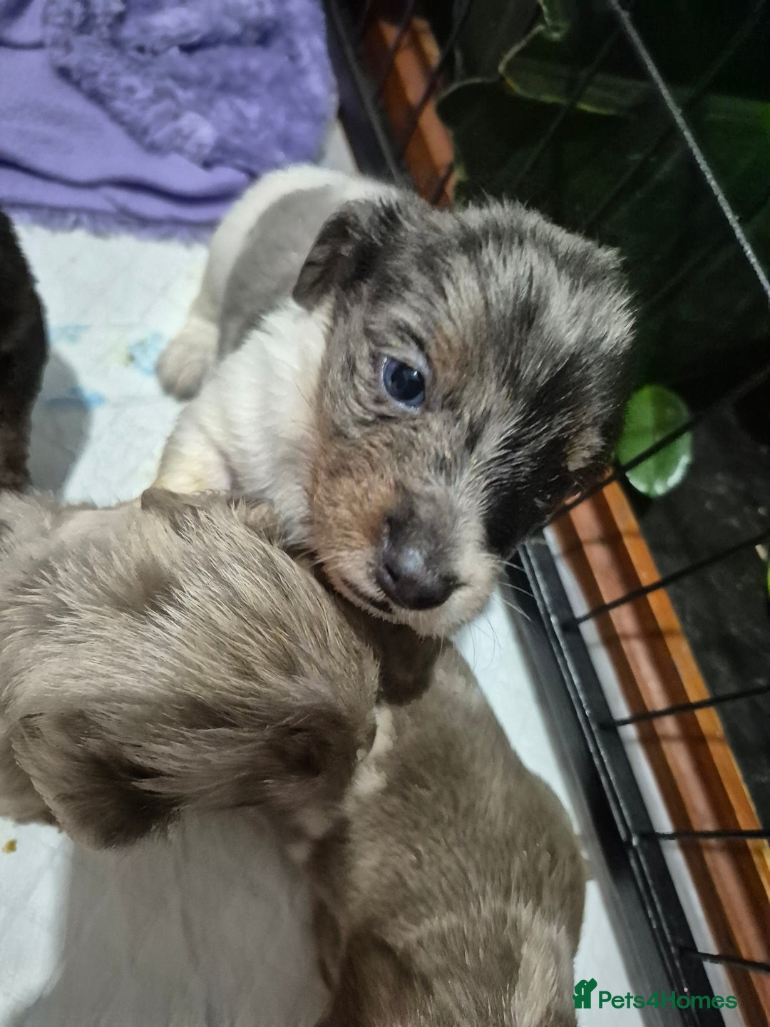 Dachshund dogs for sale: Standard daschunds - Image 7