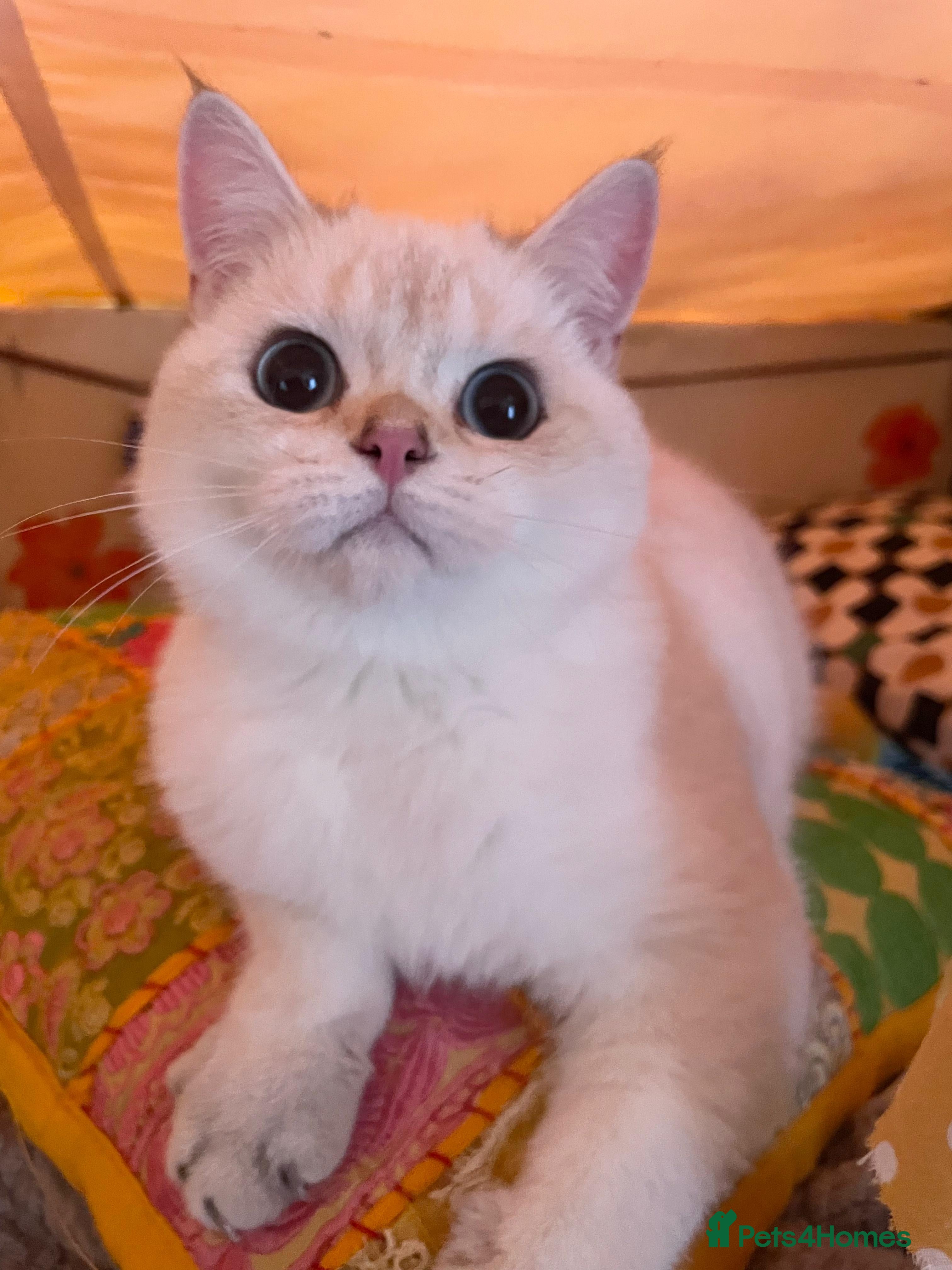 British Shorthair cats Older rare goldens n c/points 🐱   in Ashton-under-Lyne - Advert 10