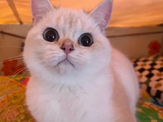 British Shorthair cats in Ashton-under-Lyne - Advert 28