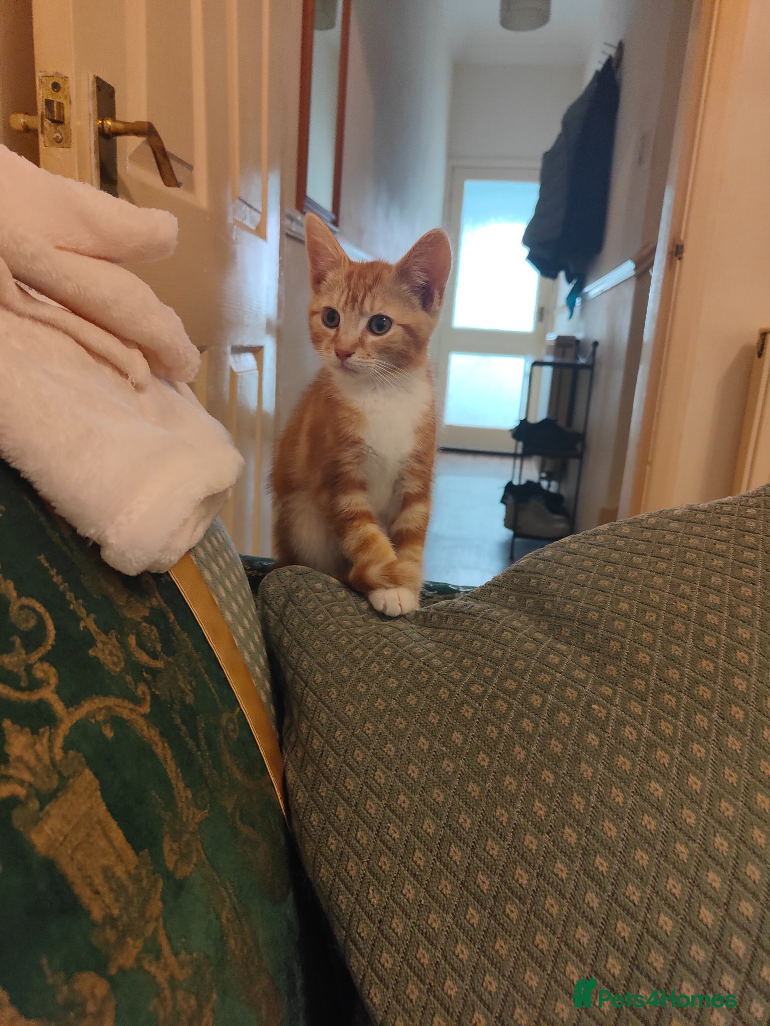 Mixed Breed cats Kittens ready for their forever home. - Advert 1