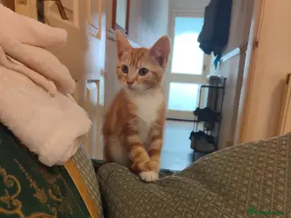 Mixed Breed cats Kittens ready for their forever home. - Advert 1