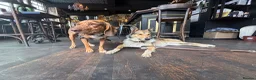 Mixed Breed dogs for sale:  Australian shepherd x boarder collie/rough collie in London - Advert 8
