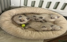 Ragdoll cats for sale: One blue mitted ragdoll boy - Image 1