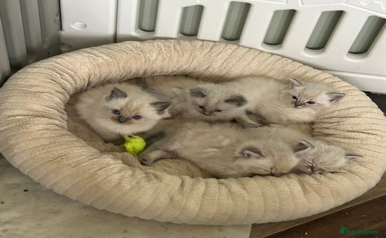 Ragdoll cats - Advert 16