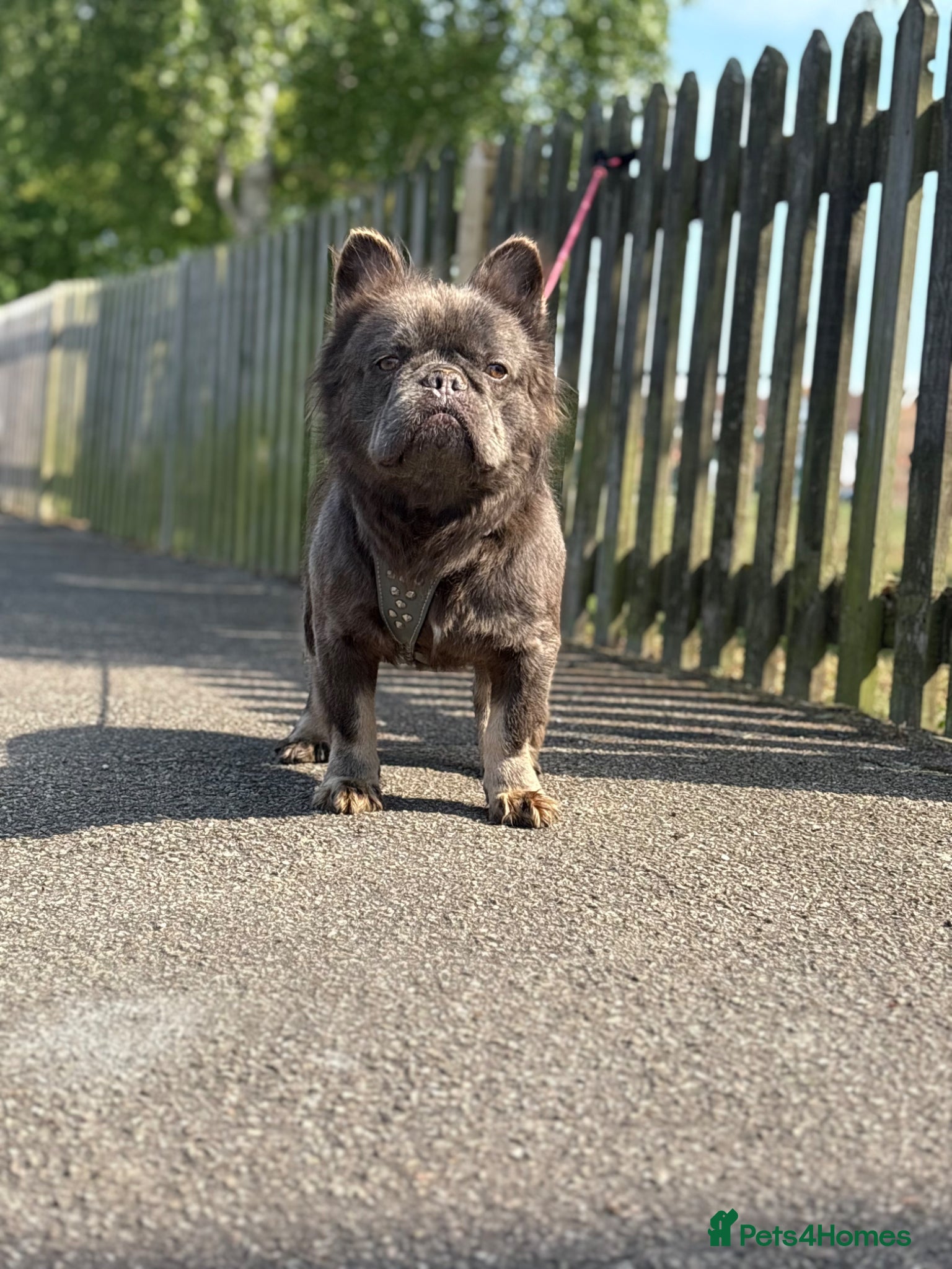 French Bulldog dogs 🧸🧸Full fluffy French bulldog🧸🧸 - Advert 8