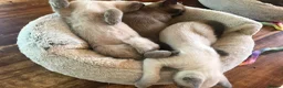 Tonkinese cats for sale: Exquisite Tonkdolls - Advert 6