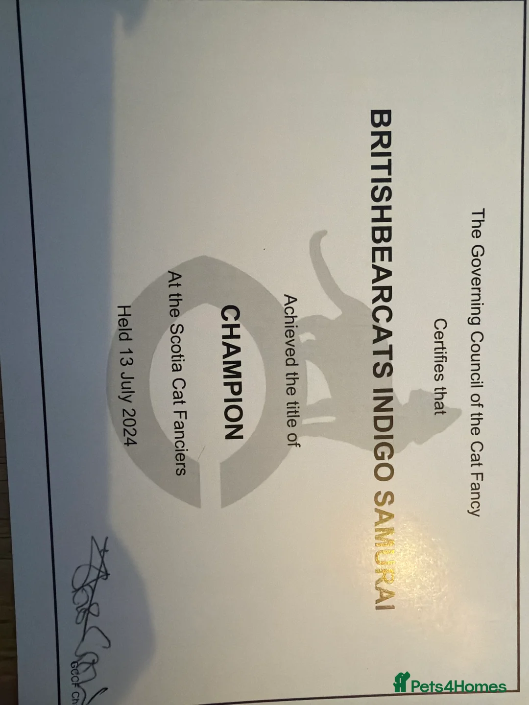 British Shorthair cats for sale: GCCF BRITISH SHORTHAIR KITTENS  - Advert 2