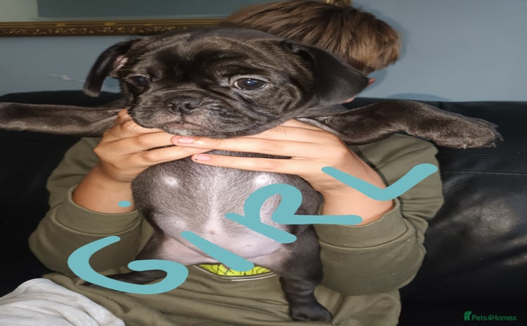 Frug dogs - Advert 13