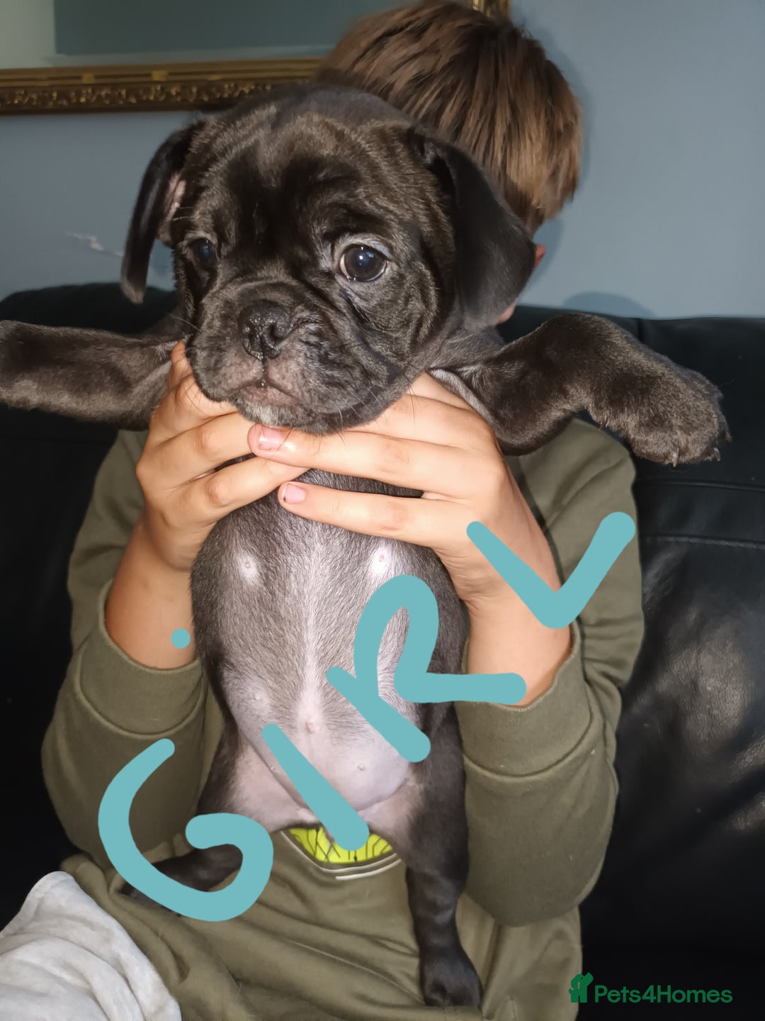 Beagle Half Pug Half Boxer Cocker Spaniel Mixed With Pug 2025