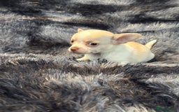 Chihuahua dogs for sale: Chihuahua puppy’s  - Image 36
