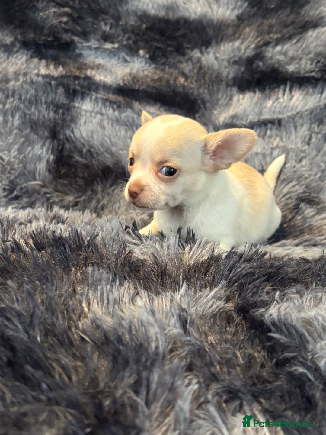 Chihuahua dogs for sale: Chihuahua puppy’s  - Image 36