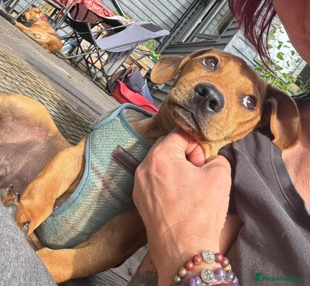 Mixed Breed dogs for adoption: Meet Buckie – a little pup with a big heart! - Image 1