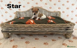 Jack Russell dogs for sale:  JACK RUSSELL PUPPIES READY NOW  - Image 7