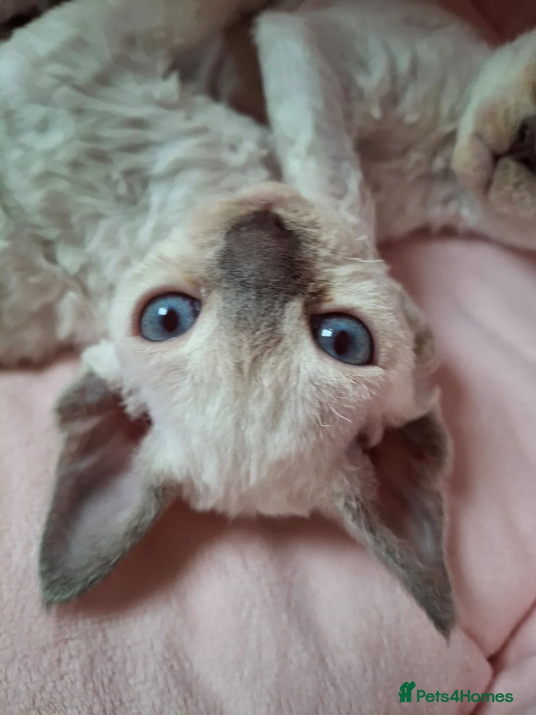 Devon Rex cats for sale: 🌸 Devon Rex with blue eyes FIFE registered  🌸 - Advert 11