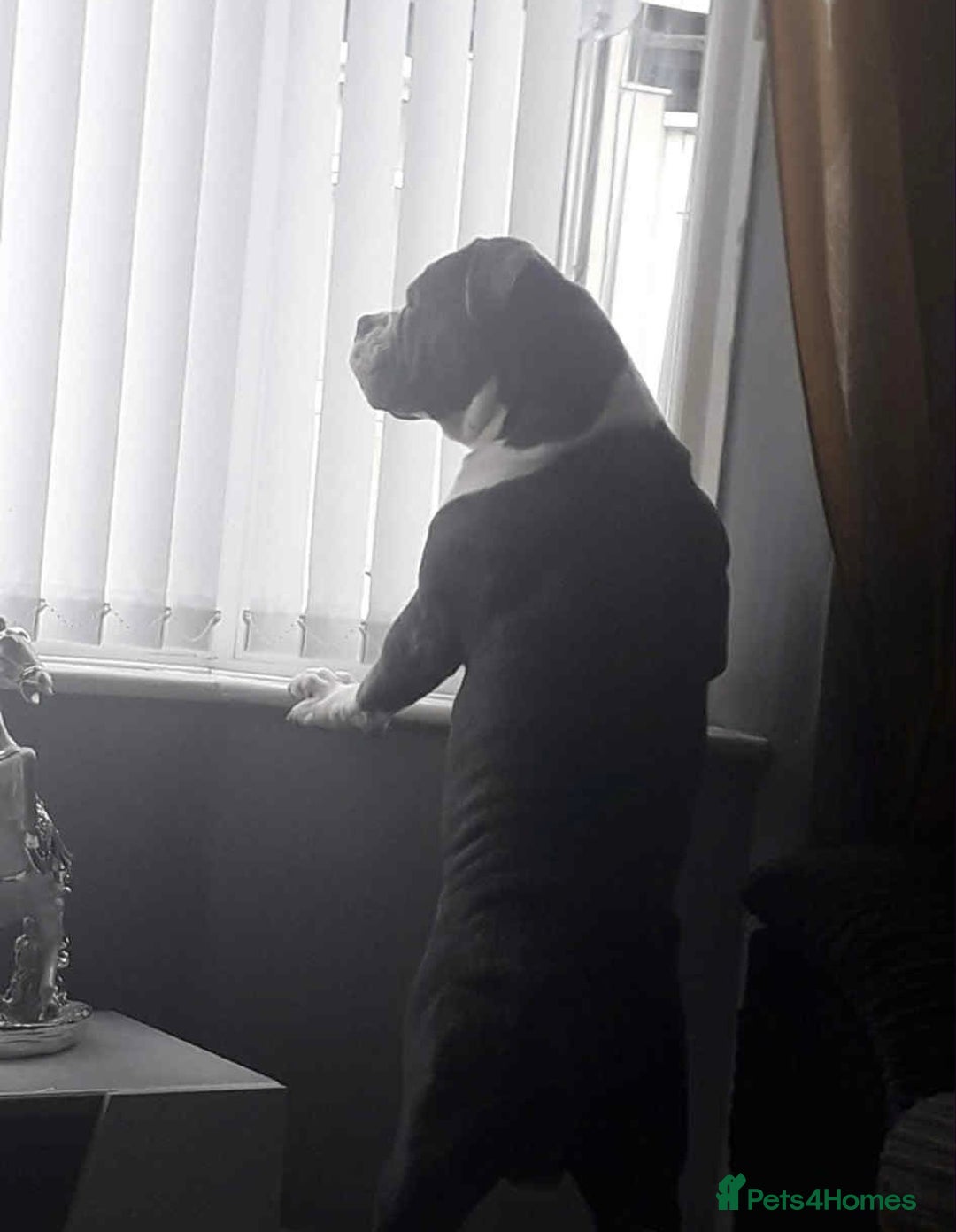 Olde English Bulldogge dogs for sale: Beautiful boy needs rehoming. - Image 6