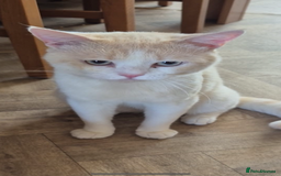 British Shorthair cats for stud: 🌟✨Beautiful Cream Point Boy ✨🌟 - Image 2