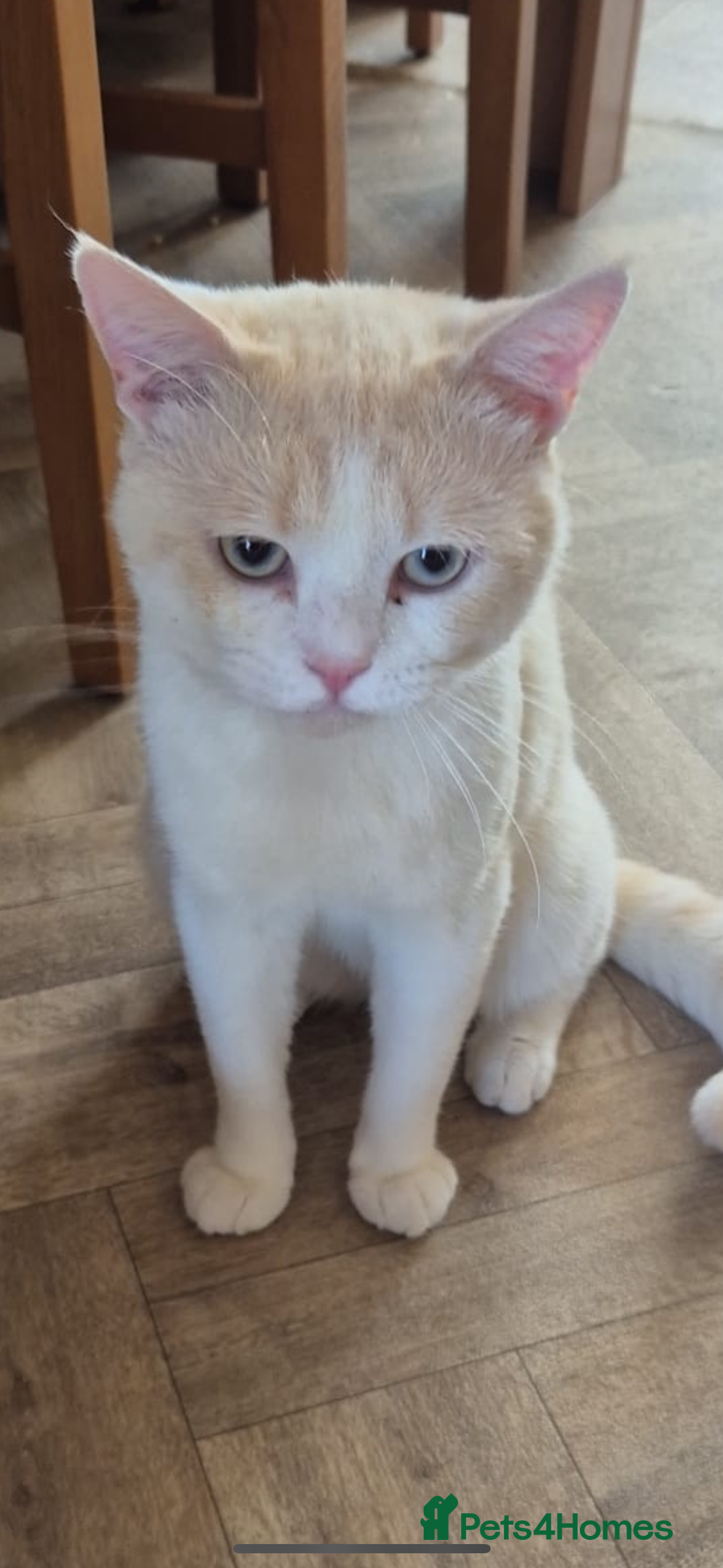 British Shorthair cats for stud: 🌟✨Beautiful Cream Point Boy ✨🌟 - Image 2