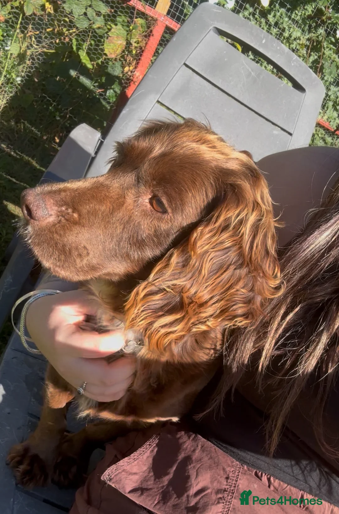 Cocker Spaniel dogs for sale: Cocker Spaniel Puppies in Peterculter - Advert 9