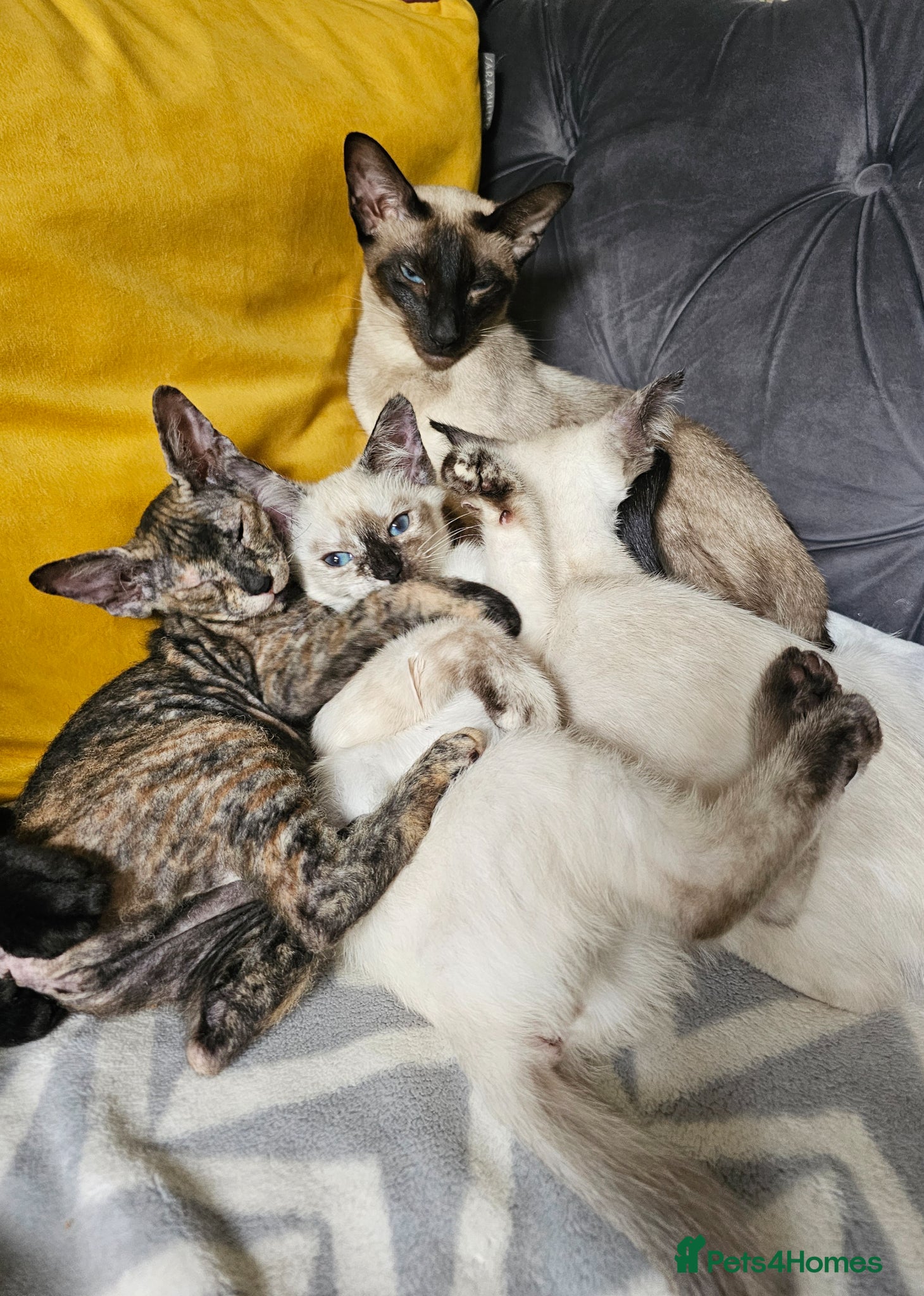 Sphynx cats for sale: Sphynx x Siamese young cat - Advert 12