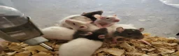 Rat rodents for sale: Friendly blue litter - Advert 3