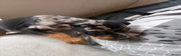 Mixed Breed dogs for sale: 6 Rottweiler catahoula bully puppies  - Advert 26