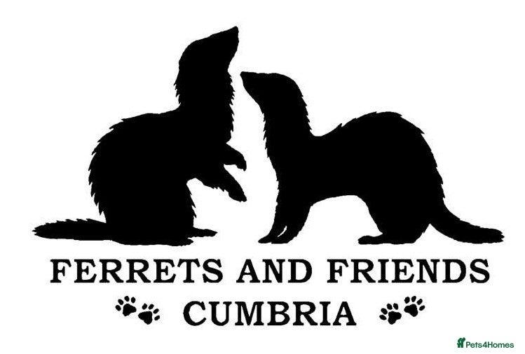 Ferret rodents Unwanted / Stray Ferrets - Advert 11