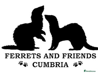 Ferret rodents Unwanted / Stray Ferrets - Advert 9