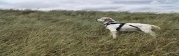 English Setter dogs for adoption: Cholo - Advert 7