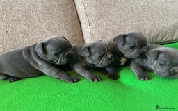 French Bulldog dogs for sale: Solid Blue French Bulldog female puppies - Image 10
