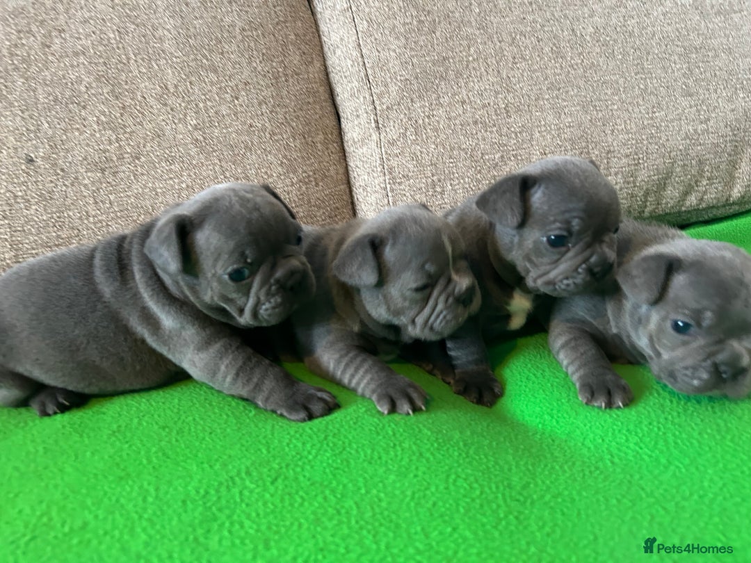 French Bulldog dogs for sale: Solid Blue French Bulldog female puppies - Image 10