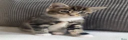 Mixed Breed cats for sale: 3 kittens looking for forever homes in Cannock - Advert 12
