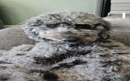 Cockapoo dogs for sale: Cockapoo puppies - Image 9