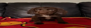 Cocker Spaniel 3
