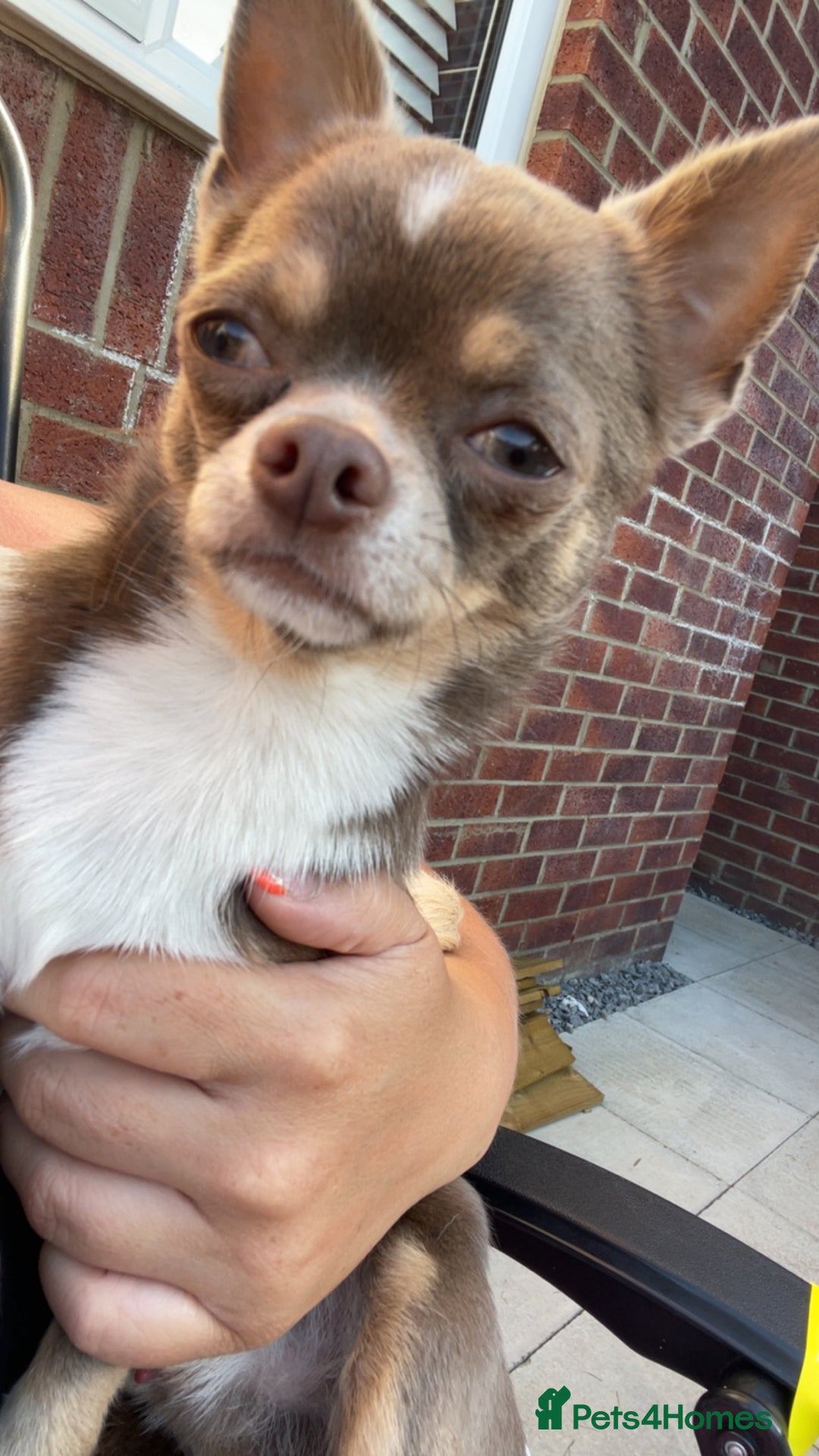 Chihuahua dogs for sale: Tony & pixie - Advert 5