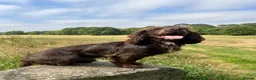 Cocker Spaniel dogs for stud: Cocker spaniel for Stud  - Advert 2