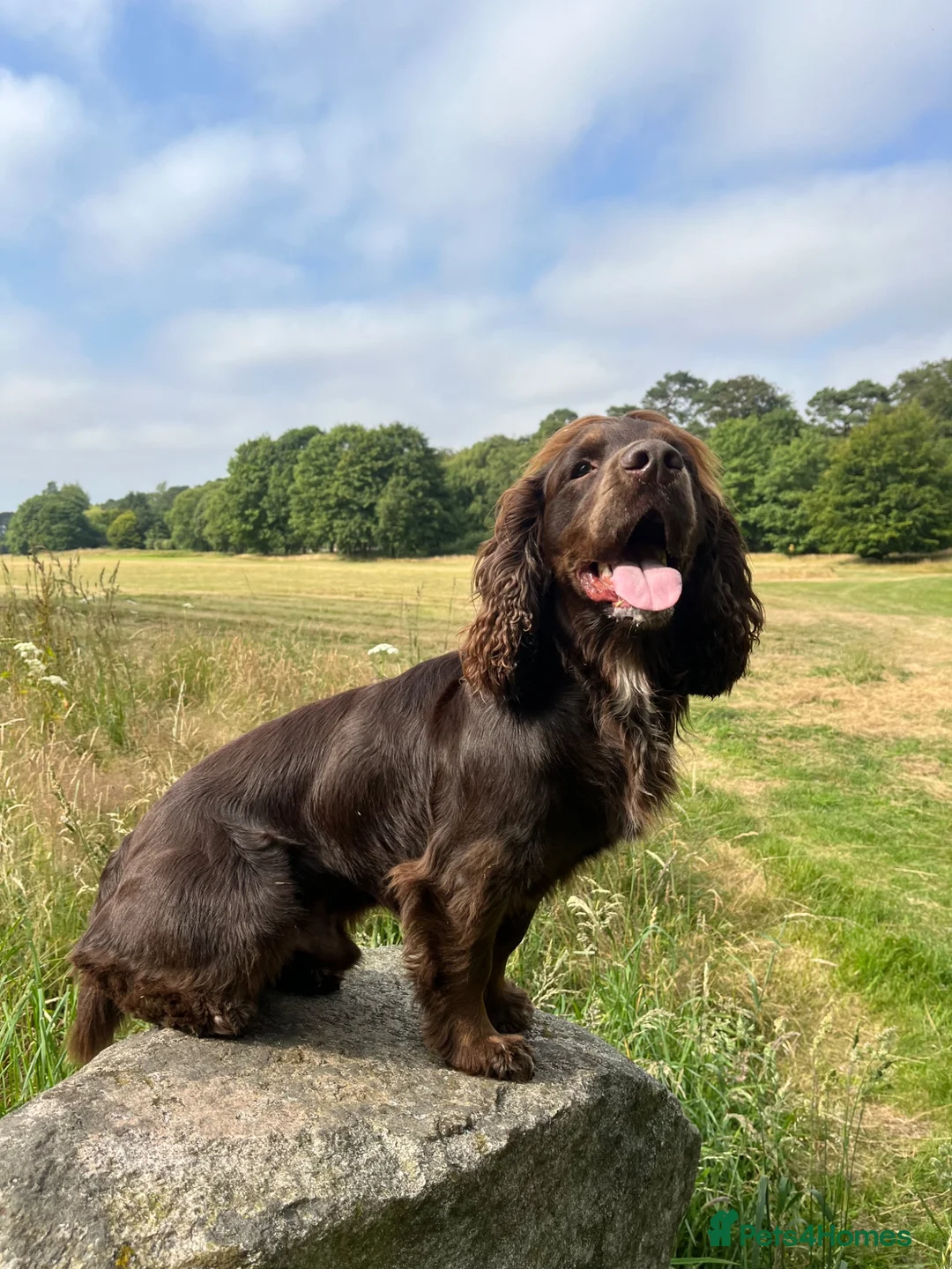 Cocker Spaniel dogs for stud: Cocker spaniel for Stud  - Advert 2