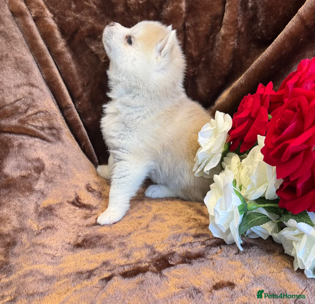 Pomsky dogs for sale: Blue Eyed Toy Sized Pomsky - Grey/Sable 🐶🐶 in Romford - Advert 2