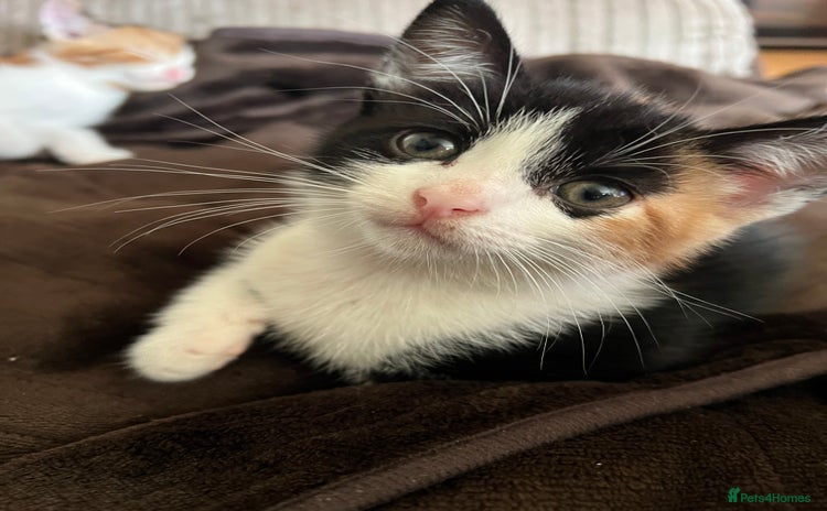 Domestic Shorthair cats - Advert 3