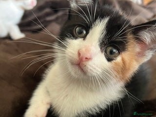 Domestic Shorthair cats - Advert 34