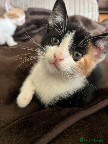 Domestic Shorthair cats - Advert 11