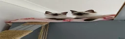 Ragdoll cats for sale: GCCF Registered Ragdoll Kittens  - Advert 10