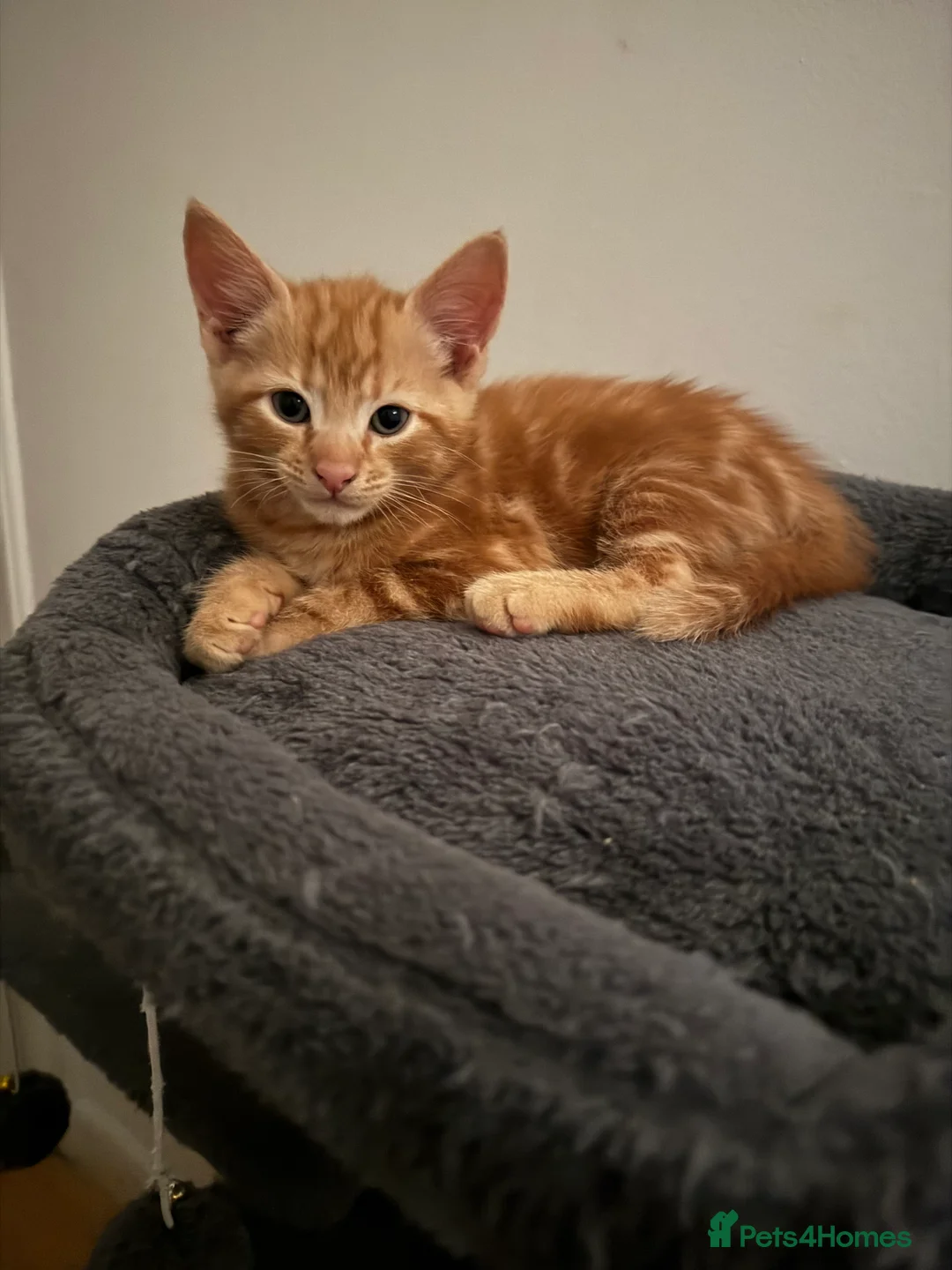 American Shorthair cats for sale: Beautiful Rare GingerKittens Alonghair X BSH cross - Advert 37