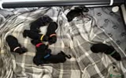 German Shepherd dogs for sale: Grandson of Famous Boss (Bossenburg) pups - Image 20