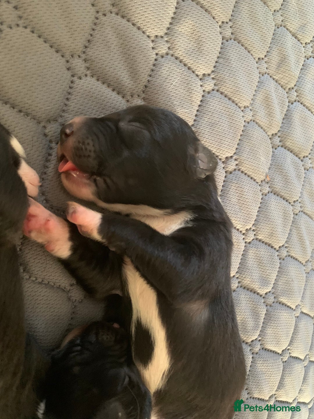 Border Collie dogs for sale: Pure Border Collie pups  - Advert 9