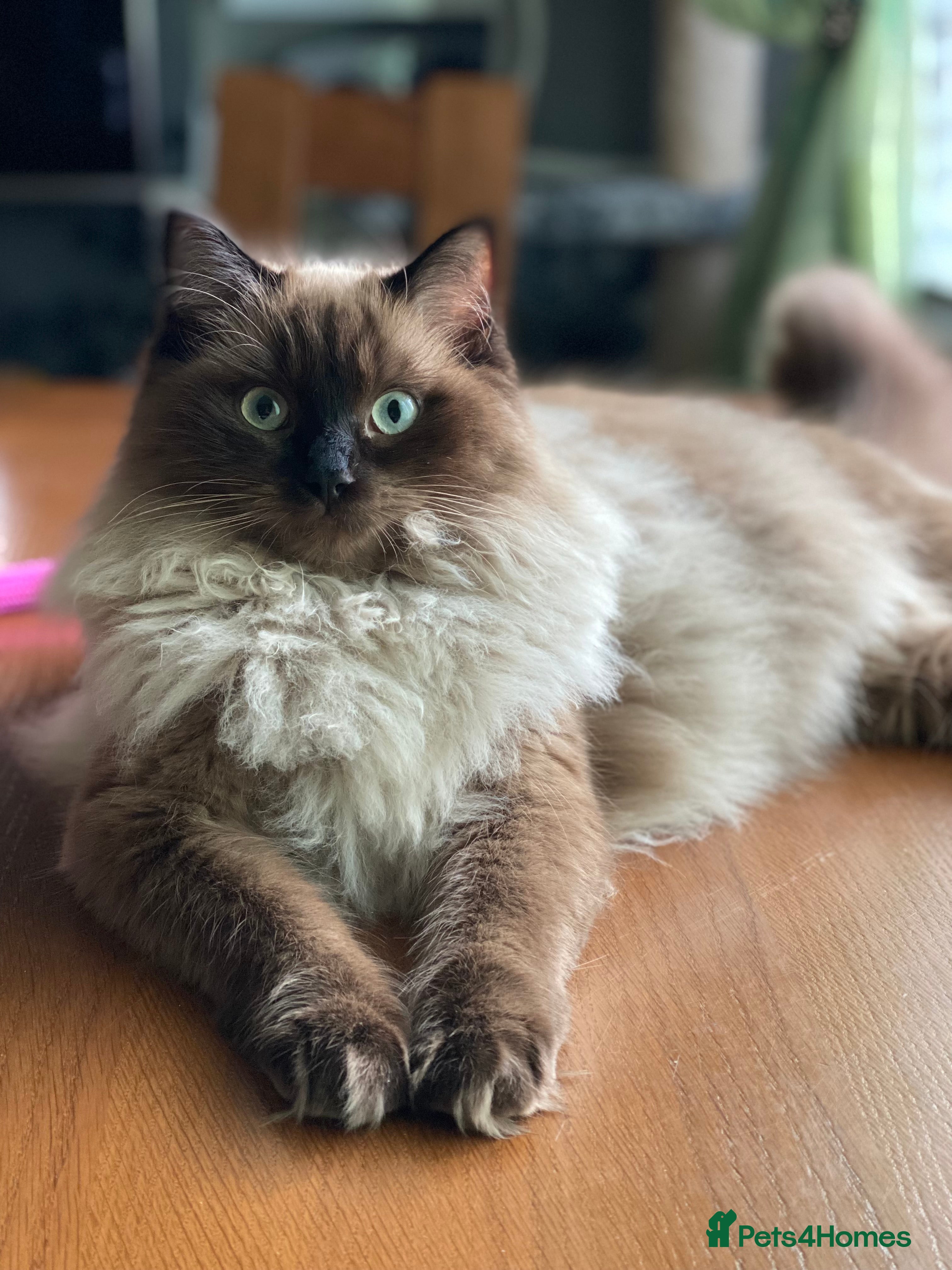 Ragdoll cats Pure Ragdoll  - Advert 12