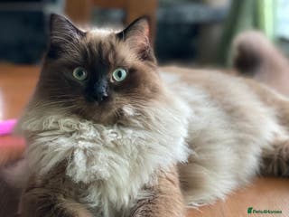 Ragdoll cats Pure Ragdoll - Advert 12