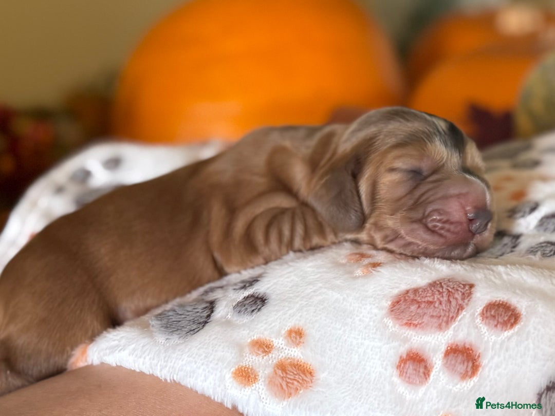 Cocker Spaniel dogs for sale: Stunning 5 Star KC  Show Cocker Spaniels - Image 14