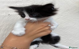 Mixed Breed cats for sale: 4 Kittens  - Image 6